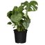Monstera Deliciosa Fensterblatt in schwarzem Topf