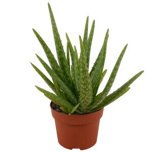 Luftverbesserer Aloe vera 12 cm Topf