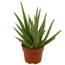 Verkleinertes Bild von Luftverbesserer Aloe vera 12 cm Topf