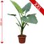 Große Alocasia Macrorrhiza in einem Topf