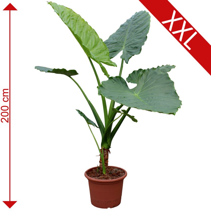 Große Alocasia Macrorrhiza in einem Topf