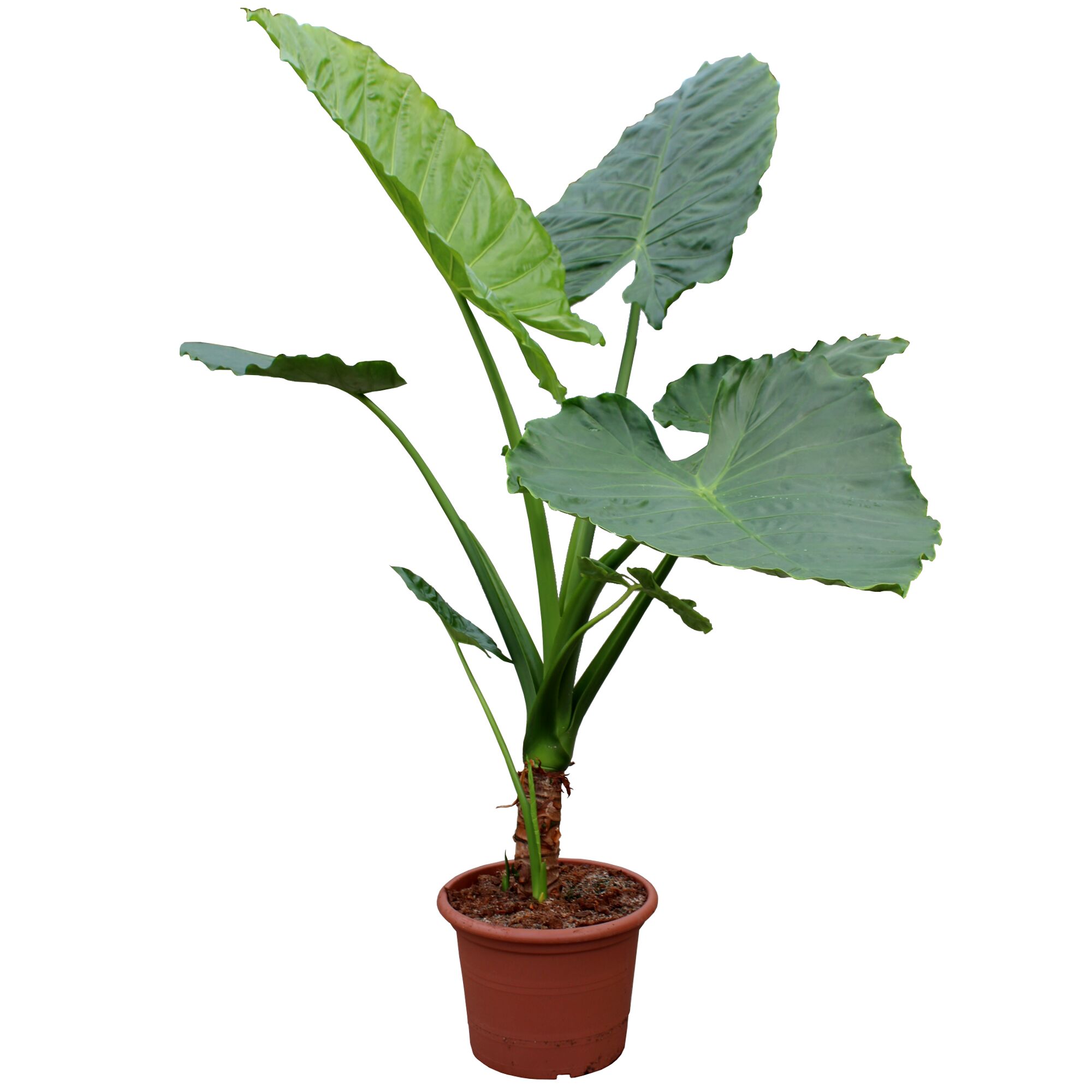 Alocasia Macrorrhiza Straight Stem in einem Topf