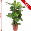 XXL-Fensterblatt 27 cm Topf