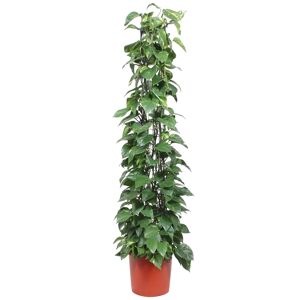 XXL-Efeutute 34 cm Topf