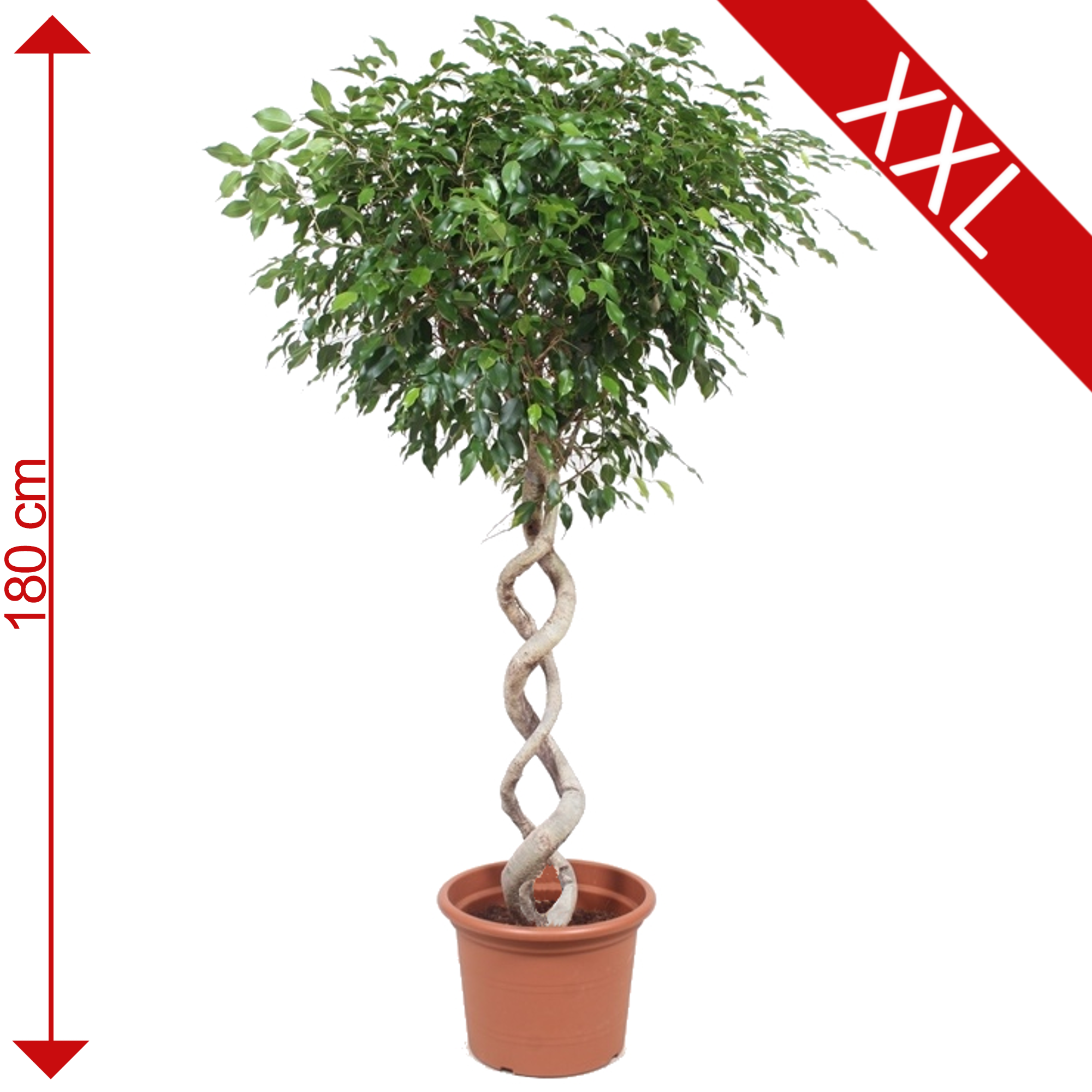 Ficus 'Exotica' mit Doppel-Spiralstamm 180 cm + product picture