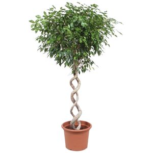 Ficus 'Exotica' mit Doppel-Spiralstamm 180 cm