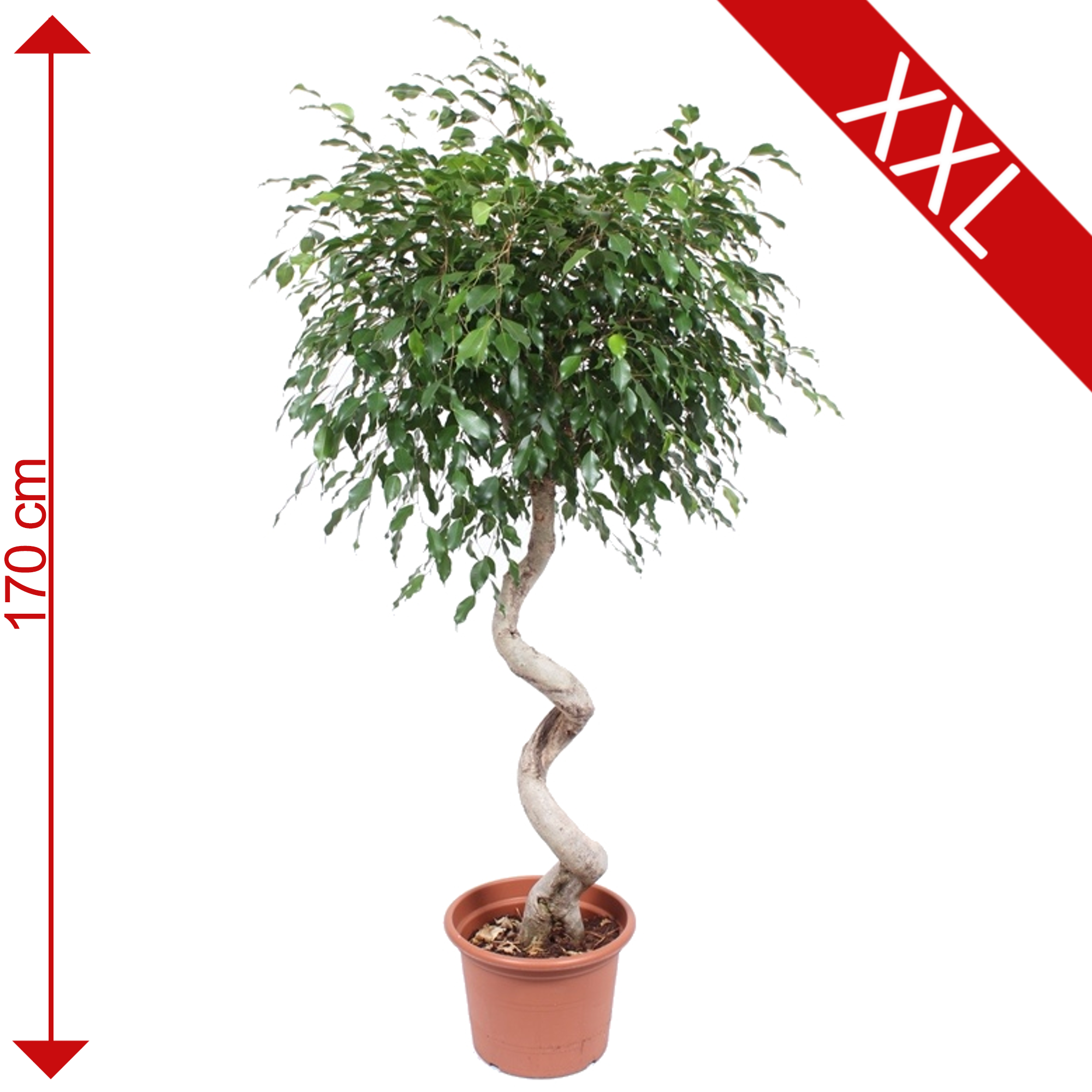 Ficus 'Exotica' mit Spiralstamm 170 cm + product picture