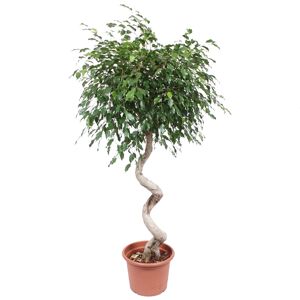 Ficus 'Exotica' mit Spiralstamm 170 cm
