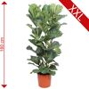 Getopfter Ficus Lyrata, 180 cm hoch
