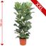 Getopfter Ficus Lyrata, 180 cm hoch