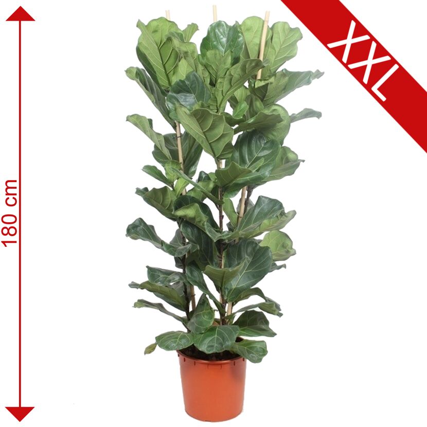 Getopfter Ficus Lyrata, 180 cm hoch