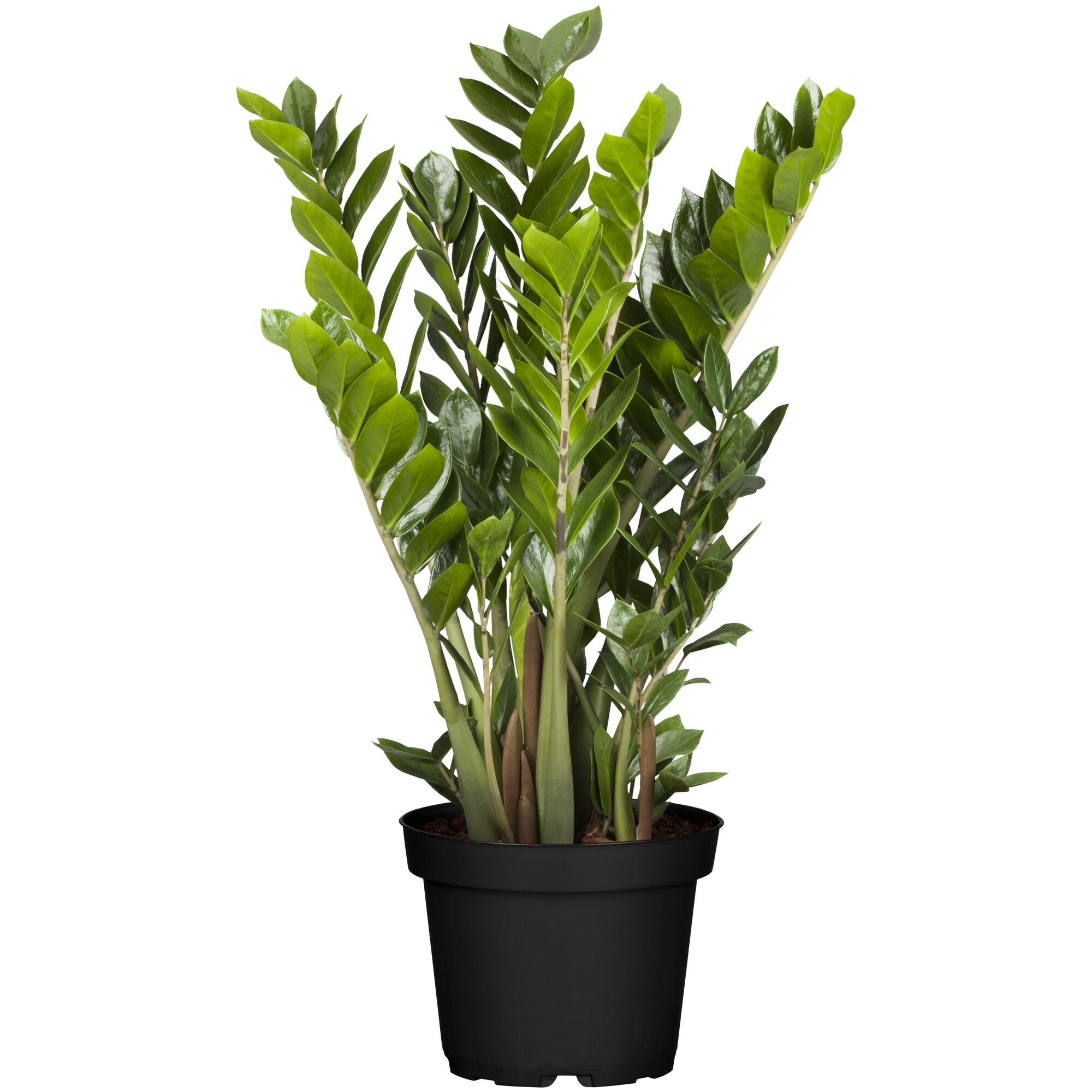 Zamioculcas, Zamie