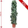 Philodendron Scandens 150 cm hoch im Topf
