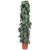 Philodendron Scandens im Topf