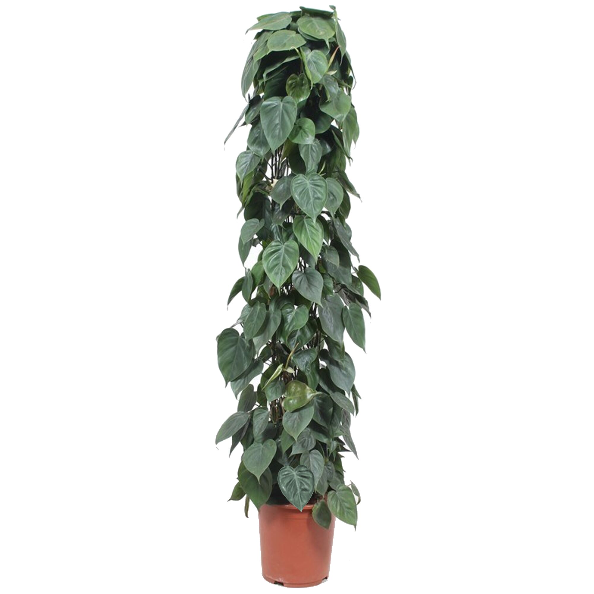 Philodendron Scandens im Topf