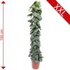 Scindapsus Pictus Trebie an Moosstab, 150 cm hoch