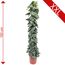 Scindapsus Pictus Trebie an Moosstab, 150 cm hoch