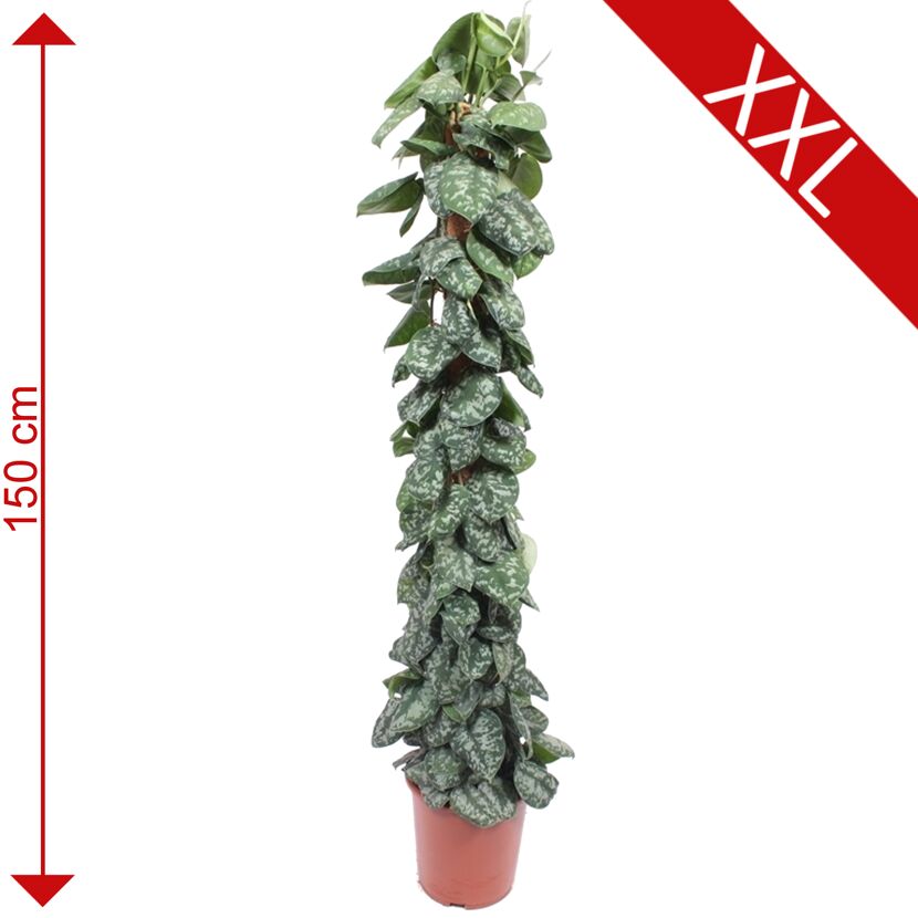 Scindapsus Pictus Trebie an Moosstab, 150 cm hoch