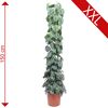 Scindapsus pictus Trebie, 150 cm hoch