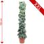 Scindapsus pictus Trebie, 150 cm hoch