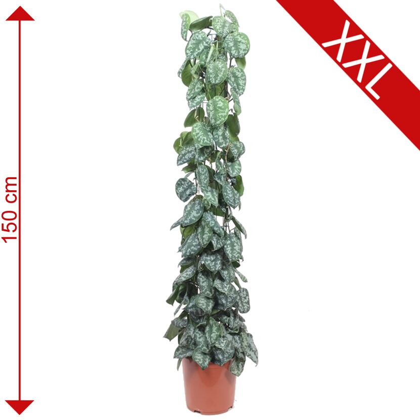 Scindapsus pictus Trebie, 150 cm hoch