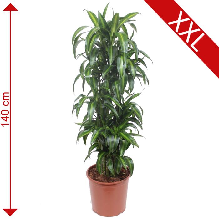 toom XXLDrachenbaum 'Hawaiian Sunshine' 30 cm Topf