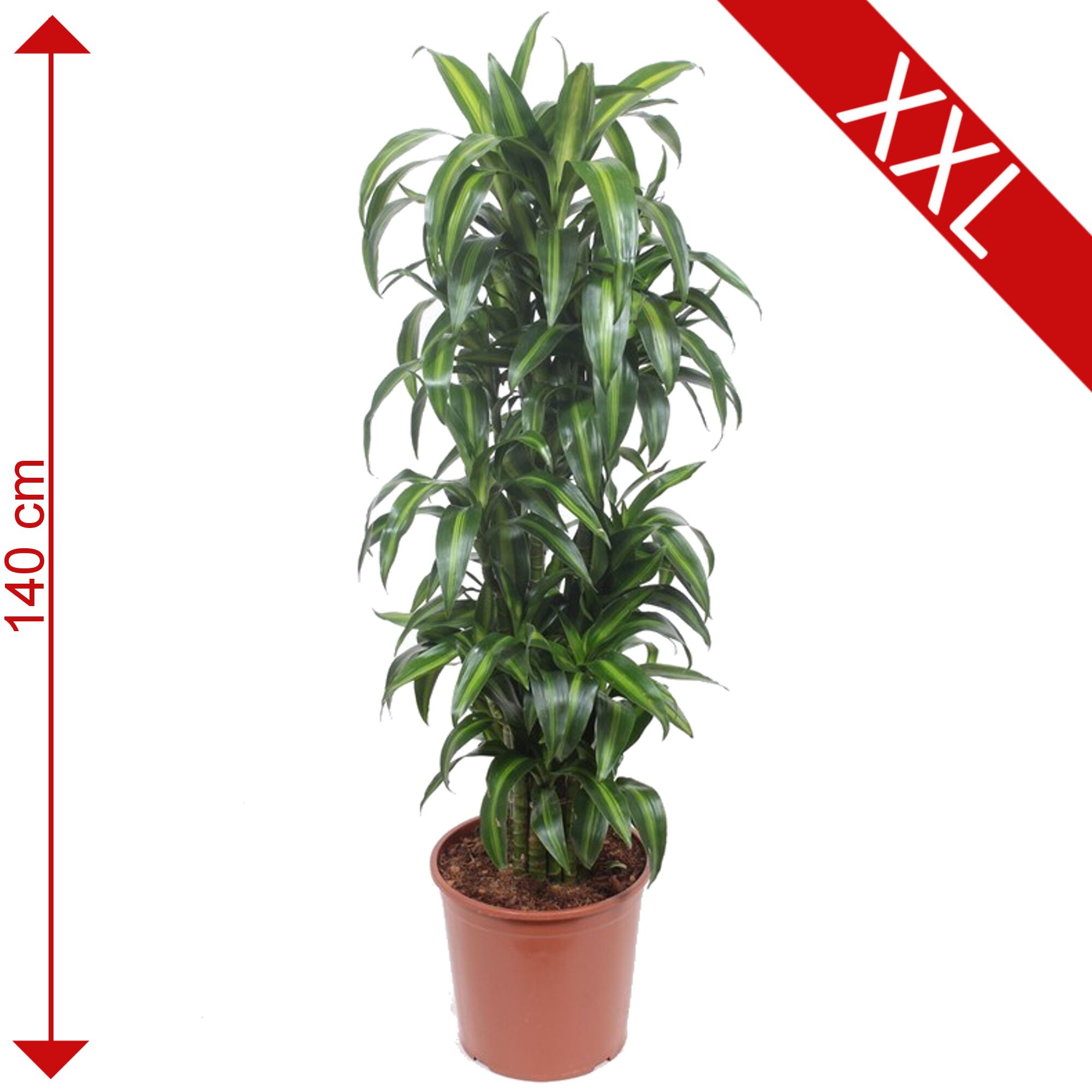 Dracaena Hawaiian Sunshine, 140 cm hoch