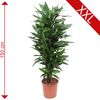 Dracaena Janet Lind, 150 cm hoch, im Topf