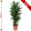 Dracaena Janet Lind, 150 cm hoch, im Topf