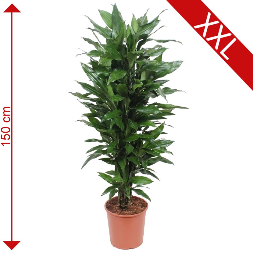 Dracaena Janet Lind, 150 cm hoch, im Topf