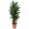 Drachenbaum Janet Lind im Topf