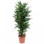 Drachenbaum Janet Lind im Topf