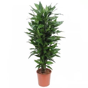 XXL-Drachenbaum 'Janet Lind' 30 cm Topf