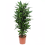 Drachenbaum Janet Lind im Topf
