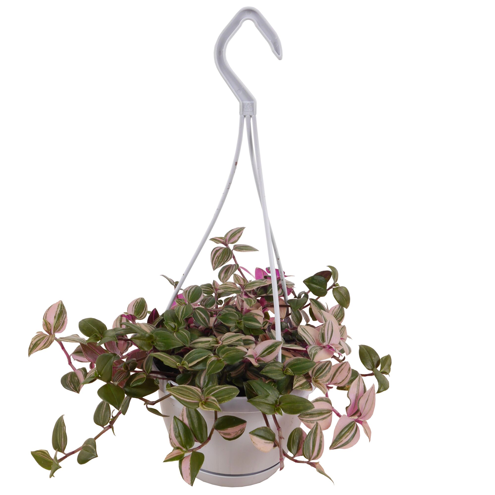 Hängende Dreimasterblume in weißem Topf