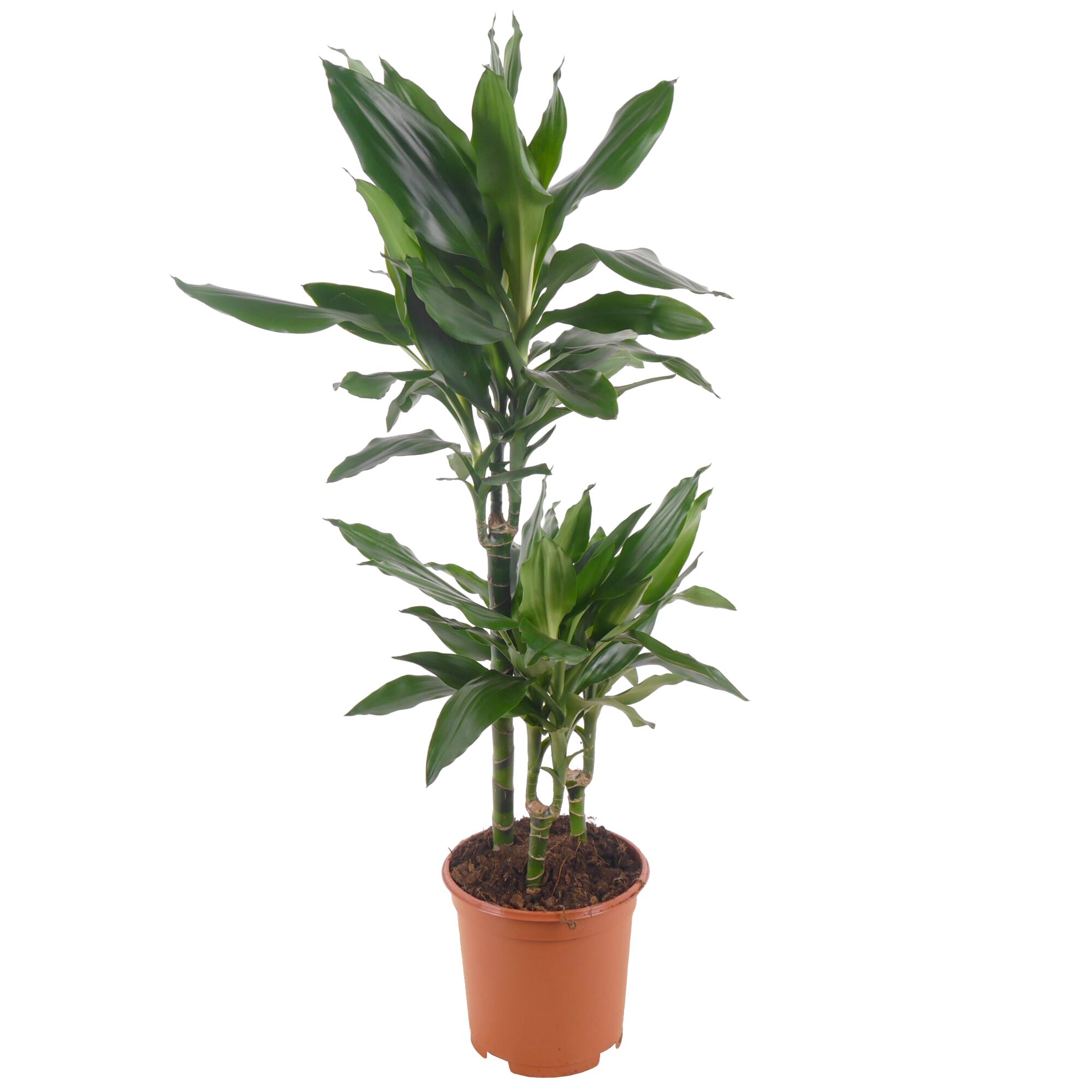 Drachenbaum in einem braunen Topf