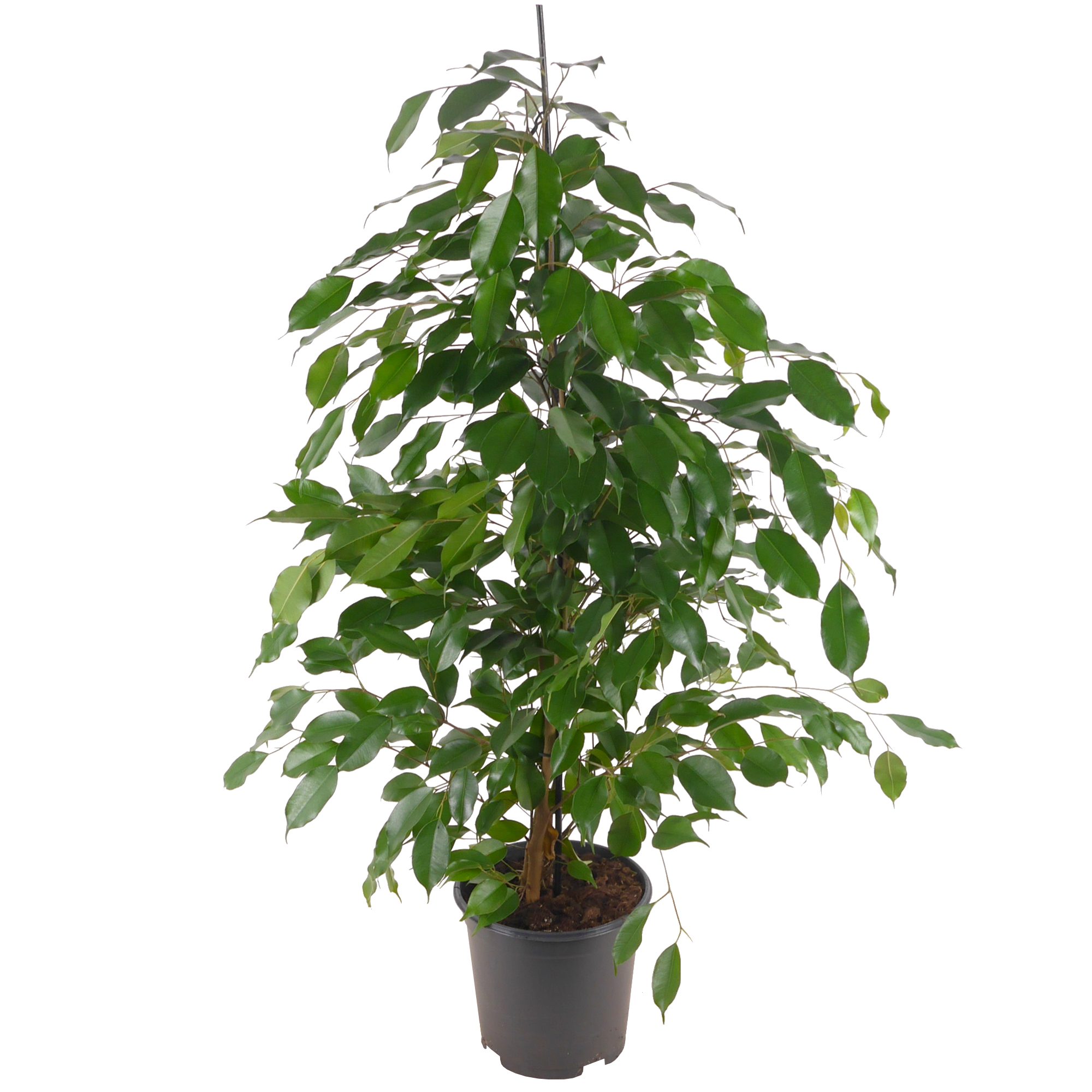 toom Ficus 'Anastasia' 21 cm Topf