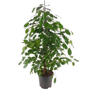 Ficus 'Anastasia' 21 cm Topf