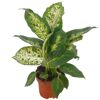Dieffenbachie 'Compacta' 12 cm Topf
