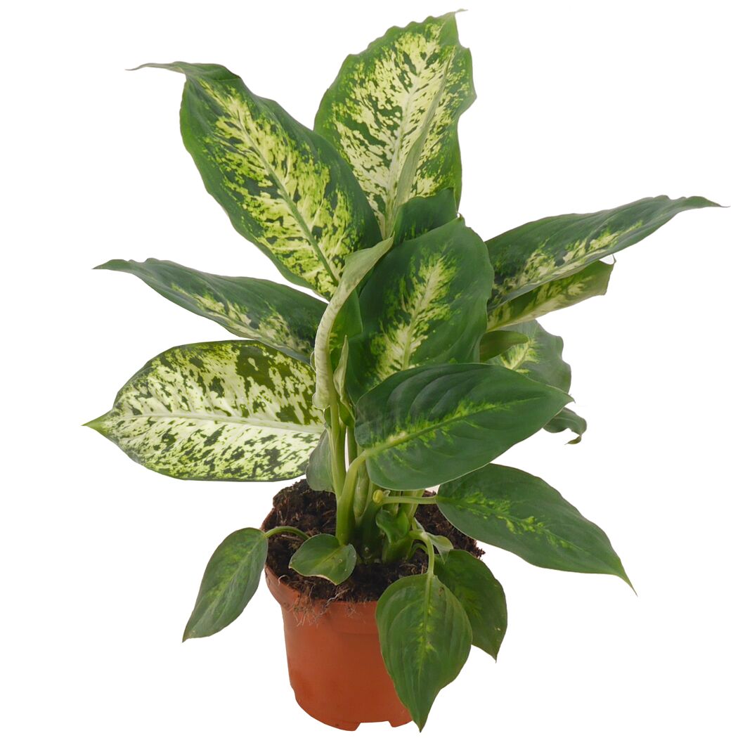 Dieffenbachie 'Compacta' 12 cm Topf