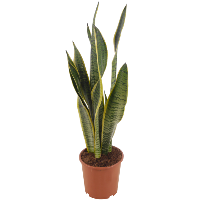 Bild von Bogenhanf 'Laurentii' gelb/gestreift 17 cm Topf