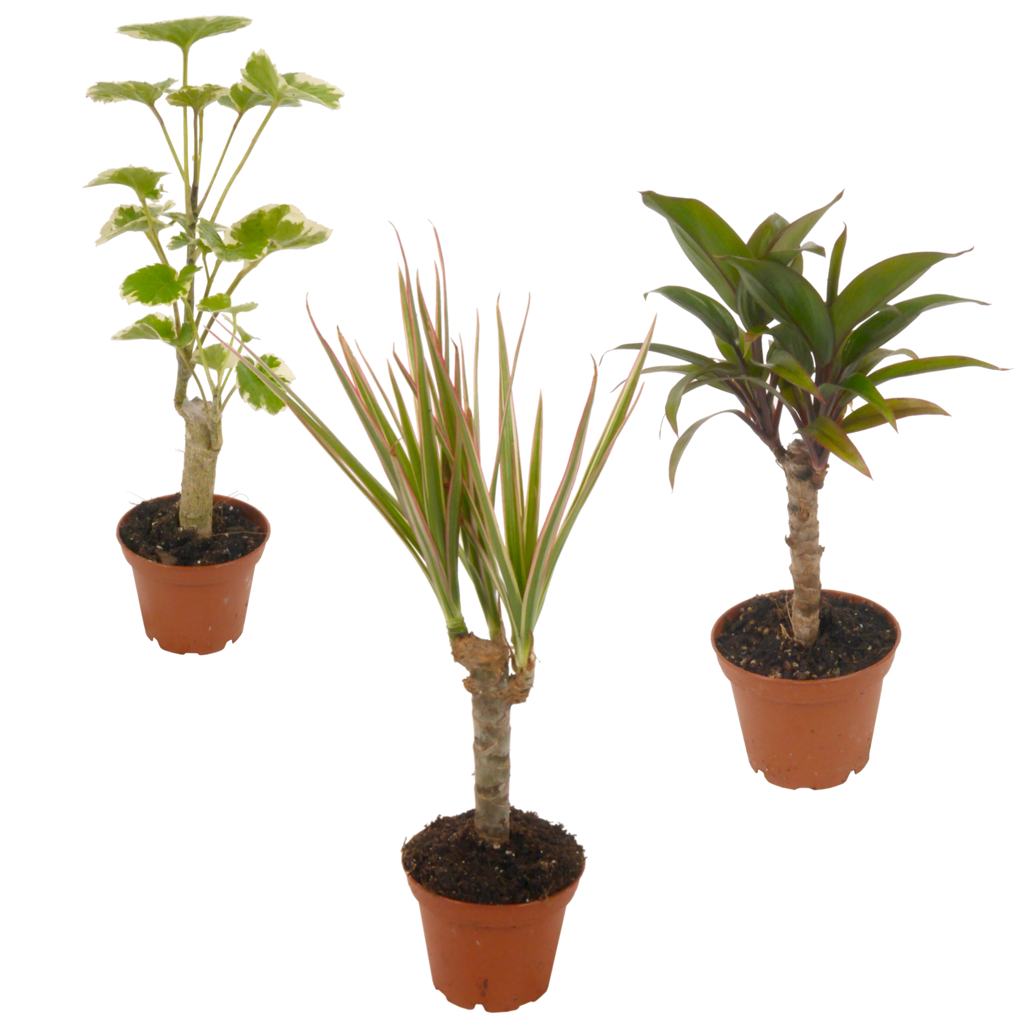 toom Mini-Grünpflanzen sortiert 7 cm Topf, 3er-Set