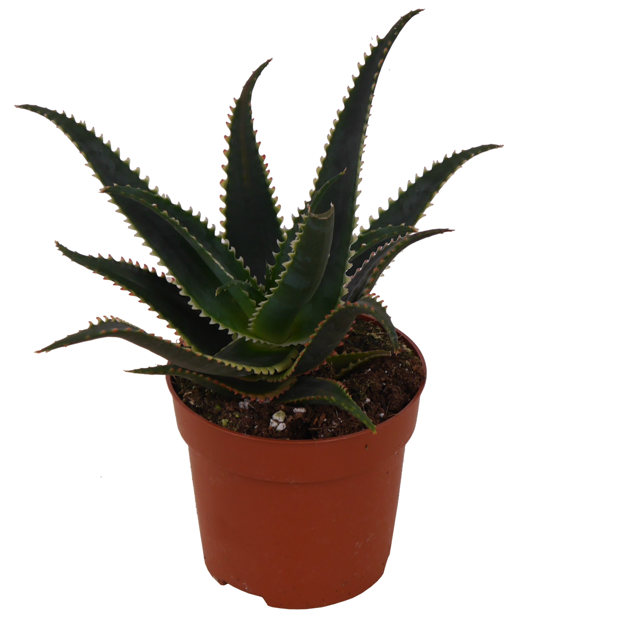 Eden Collection Aloe 'Jurassic Dragon' 10,5 cm Topf