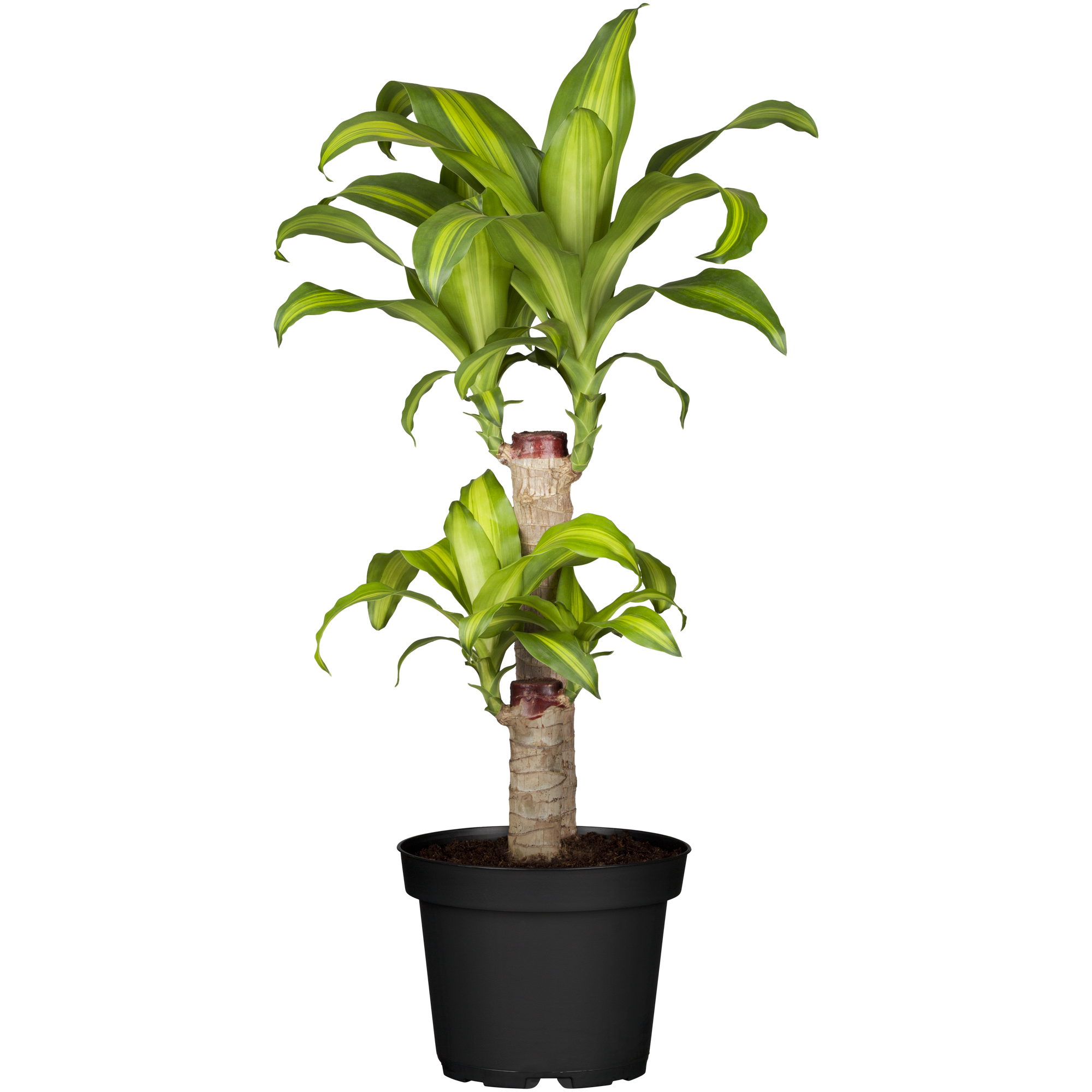 Drachenbaum verschiedene Sorten, 19 cm Topf