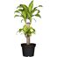 Drachenbaum verschiedene Sorten, 19 cm Topf