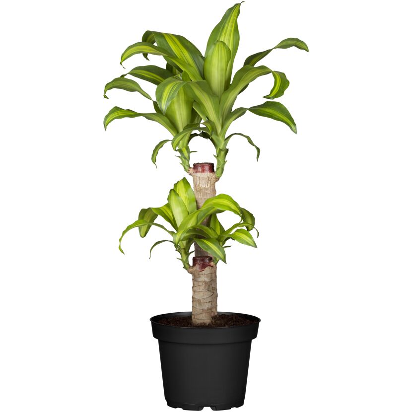 Drachenbaum verschiedene Sorten, 19 cm Topf