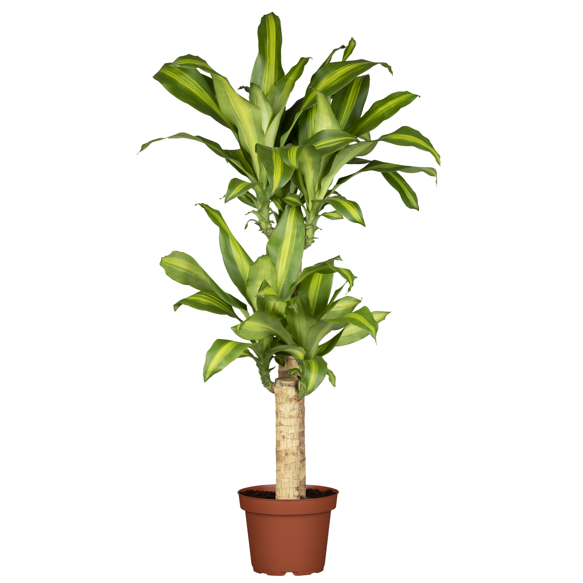 Drachenbaum verschiedene Sorten, 19 cm Topf