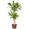 Drachenbaum verschiedene Sorten, 19 cm Topf