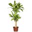 Drachenbaum verschiedene Sorten, 19 cm Topf