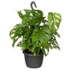 Monstera Monkey Leaf in schwarzem Ampeltopf